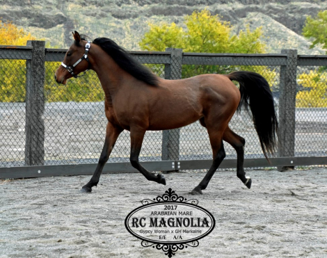 HorseID: 2306290 RC Magnolia - PhotoID: 1089974