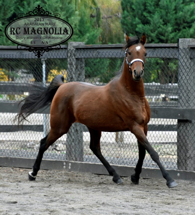 HorseID: 2306290 RC Magnolia - PhotoID: 1089975