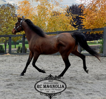 HorseID: 2306290 RC Magnolia - PhotoID: 1089976