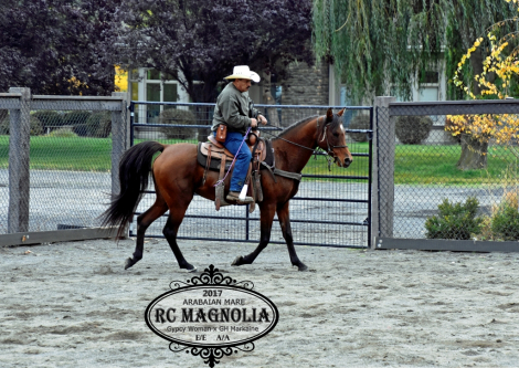 HorseID: 2306290 RC Magnolia - PhotoID: 1089977