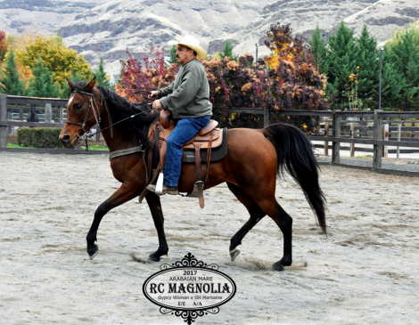 HorseID: 2306290 RC Magnolia - PhotoID: 1089978