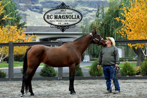 HorseID: 2306290 RC Magnolia - PhotoID: 1089979