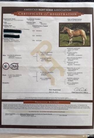 HorseID: 2306293 Highbrows Cats Reward - PhotoID: 1089981