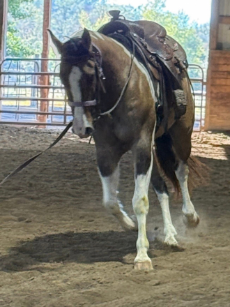 HorseID: 2306293 Highbrows Cats Reward - PhotoID: 1089982