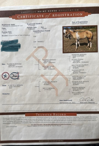 HorseID: 2306293 Highbrows Cats Reward - PhotoID: 1089984