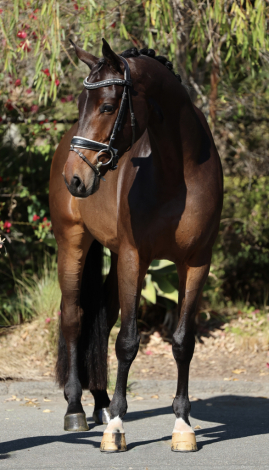 HorseID: 2306295 Rolex EDI - PhotoID: 1089985