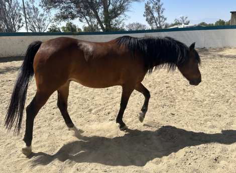 HorseID: 2306298 Bay Gelding - PhotoID: 1089986
