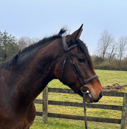 HorseID: 2306299 Hidden Happiness - PhotoID: 1089999