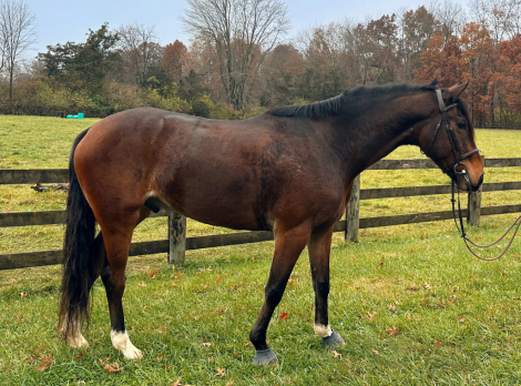 HorseID: 2306299 Hidden Happiness - PhotoID: 1090000