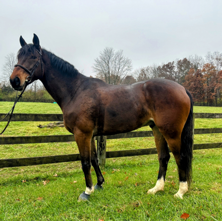 HorseID: 2306299 Hidden Happiness - PhotoID: 1090001