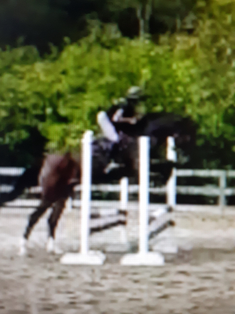 HorseID: 2306299 Hidden Happiness - PhotoID: 1090002