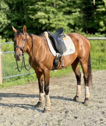 HorseID: 2306300 Mireuon - PhotoID: 1089987