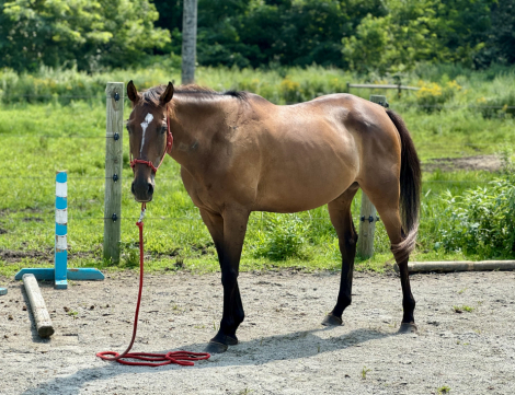 HorseID: 2306302 Tradewar - PhotoID: 1089988