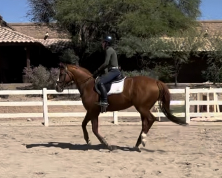 HorseID: 2306312 Arrow - PhotoID: 1090005