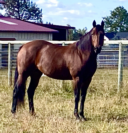 HorseID: 2306347 Lashperation - PhotoID: 1090006