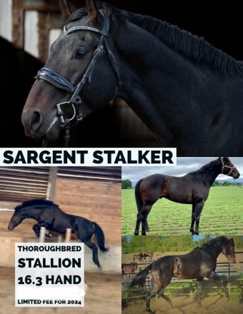 HorseID: 2185380 Sargent Stalker - PhotoID: 1028467