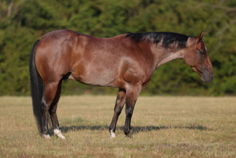 HorseID: 2246739 Shameless Enterprise - PhotoID: 1045904