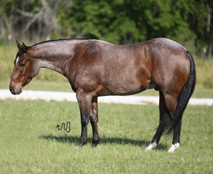 HorseID: 2246739 Shameless Enterprise - PhotoID: 1045905