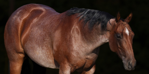 HorseID: 2246739 Shameless Enterprise - PhotoID: 1045906
