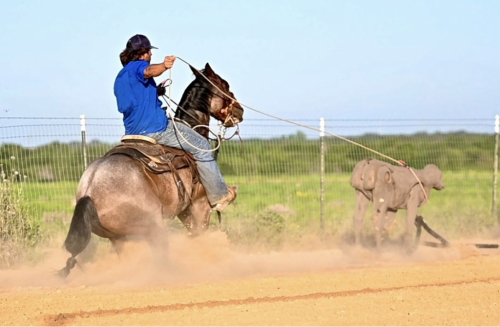 HorseID: 2246739 Shameless Enterprise - PhotoID: 1045907