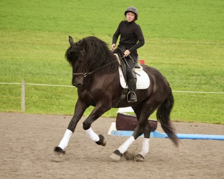 HorseID: 2247446 Denny Shines - PhotoID: 1042234