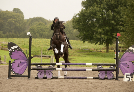 HorseID: 2247446 Denny Shines - PhotoID: 1042235