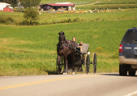 HorseID: 2247446 Denny Shines - PhotoID: 1042236