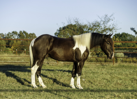 HorseID: 2247455 Tarzan - PhotoID: 1028035