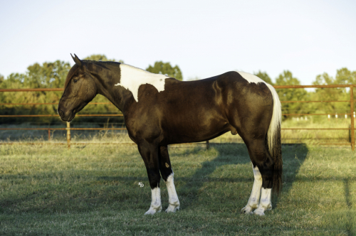 HorseID: 2247455 Tarzan - PhotoID: 1045890