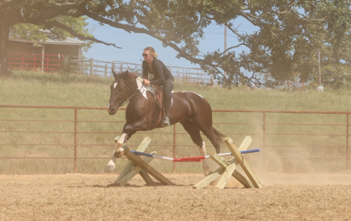 HorseID: 2247455 Tarzan - PhotoID: 1045891