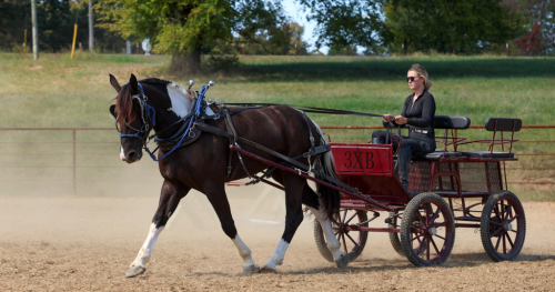 HorseID: 2247455 Tarzan - PhotoID: 1045892
