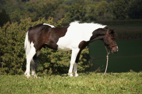 HorseID: 2247457 Tito - PhotoID: 1045874