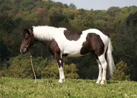 HorseID: 2247457 Tito - PhotoID: 1045875