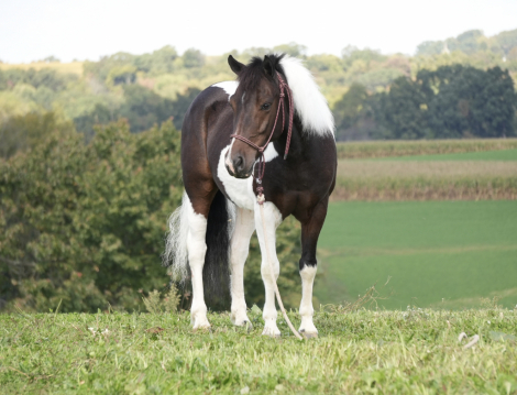 HorseID: 2247457 Tito - PhotoID: 1063944