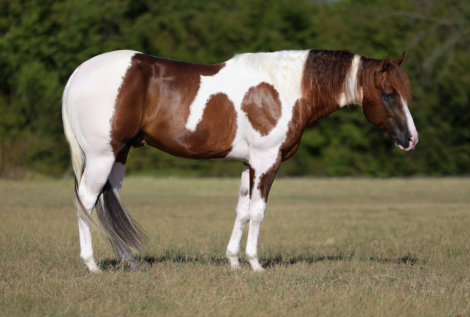 HorseID: 2249911 3S Royal - PhotoID: 1045896