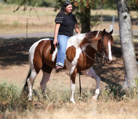 HorseID: 2249911 3S Royal - PhotoID: 1089897