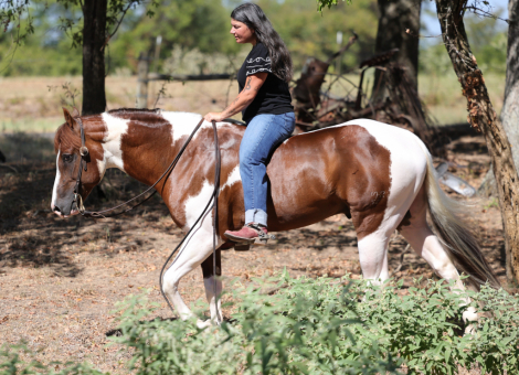 HorseID: 2249911 3S Royal - PhotoID: 1089898
