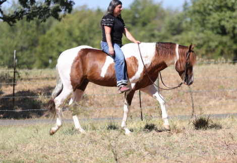 HorseID: 2249911 3S Royal - PhotoID: 1089899