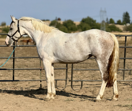 HorseID: 2252679 Zephyr - PhotoID: 1075557