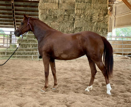 HorseID: 2253627 THE FEMME FATALE GWF - PhotoID: 1087032