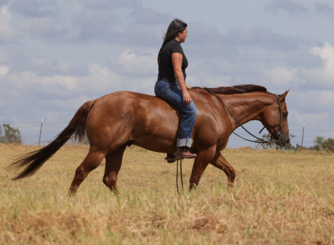 HorseID: 2253891 Tinseltown Dun Dunnit - PhotoID: 1036052