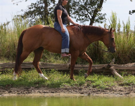 HorseID: 2253891 Tinseltown Dun Dunnit - PhotoID: 1036053