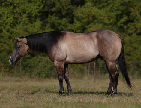 HorseID: 2253893 Smurf - PhotoID: 1029661