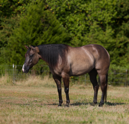 HorseID: 2253893 Smurf - PhotoID: 1045915
