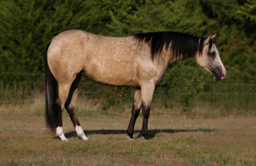 HorseID: 2253894 Hollywood - PhotoID: 1042229