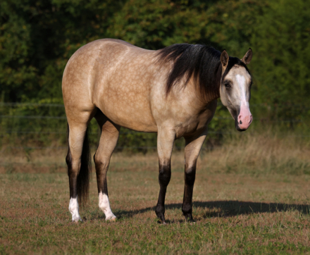 HorseID: 2253894 Hollywood - PhotoID: 1042230