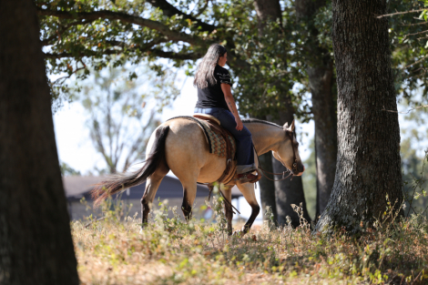 HorseID: 2253894 Hollywood - PhotoID: 1042231