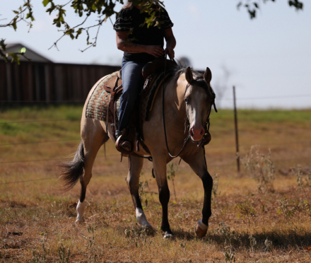 HorseID: 2253894 Hollywood - PhotoID: 1042232