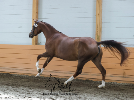 HorseID: 2254505 Shri Lente - PhotoID: 1019705