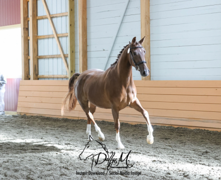 HorseID: 2254505 Shri Lente - PhotoID: 1030866